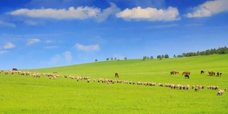 内蒙古呼伦贝尔大草原 by 老章摄影 夏日好风光 遍赏2013全国草原清凉美景套图 第4张 内蒙古呼伦贝尔大草原 by 老章摄影 夏日好风光 遍赏2013全国草原清凉美景套图 第4张