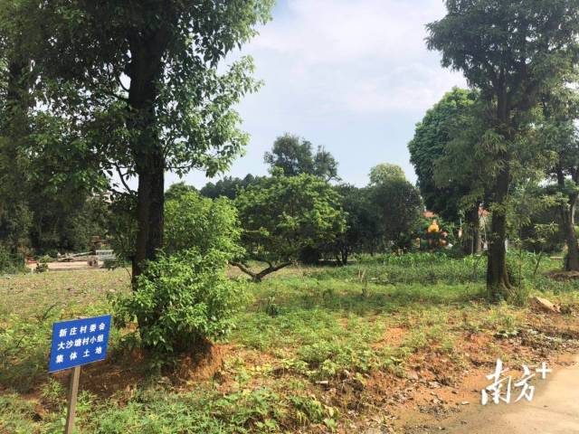 陈志辉的洋房被被拆之后，村里土地恢复原貌