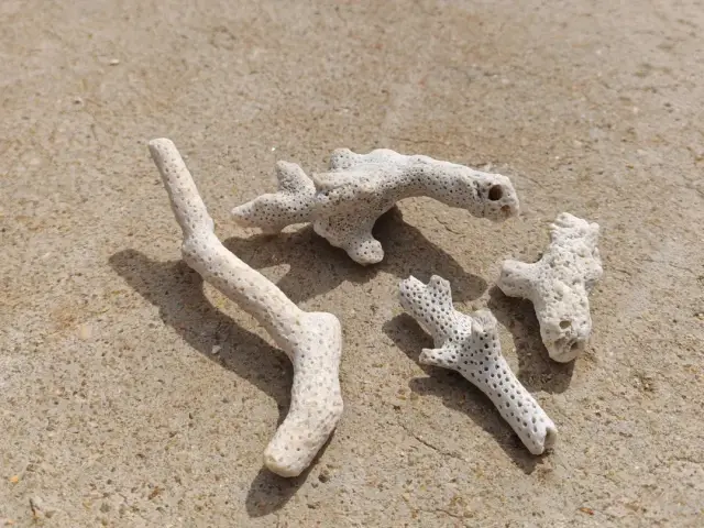 石珊瑚碎枝