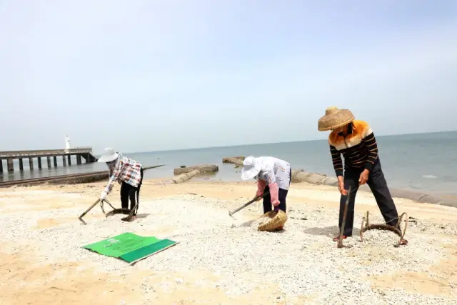 徐闻当地村民在挖捡石珊瑚碎枝