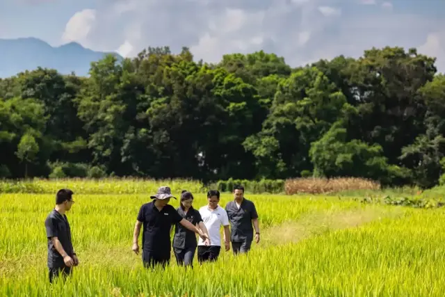 炎炎夏日，法官和林业部门负责人进村回访古树。