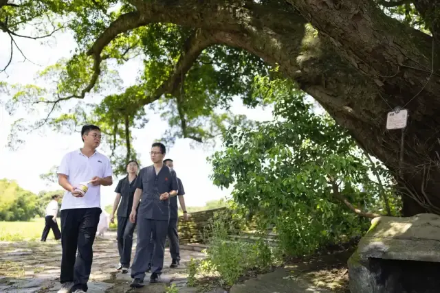 法官和林业部门负责人一起，为一棵樟榕合抱古树修补虫洞。