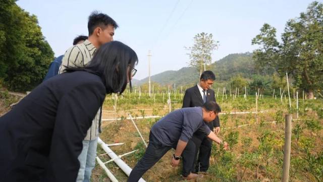 图为法官和专家在田里鉴定柑苗种类。