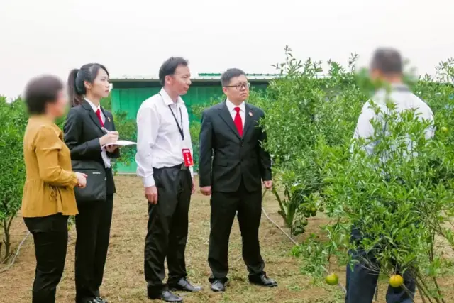 法官与技术调查官到柑园查看不同分区柑树的长势 法官与技术调查官到柑园查看不同分区柑树的长势