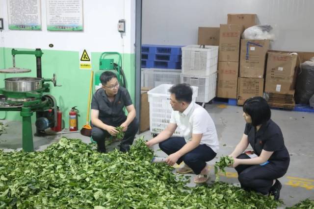 法院干警走进茶企调研走访，并现场释法答疑